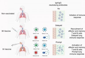 Vacina intranasal apresenta 100% de eficácia contra a COVID-19 em testes com animais
