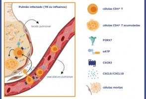 Estudo revela mecanismo que agrava tuberculose e reduz sobrevida