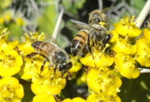 Estudo detalha ação antitumoral de substância presente no própolis verde