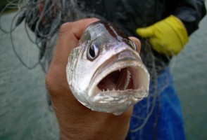 Introdução de peixe amazônico em reservatório paulista diminuiu diversidade de espécies nativas