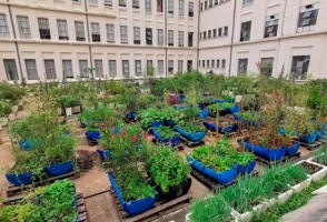 Urban agriculture as a creative response to the climate crisis