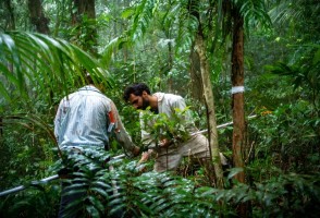 Study proposes changes to simplify legislation on Atlantic Rainforest biome and enhance conservation