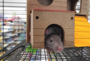 Grupo mapeia circuitos cerebrais que sinalizam insegurança imediata e criam memória do medo