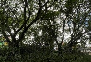 Comum em São Paulo, tipuana é tolerante a secas extremas e pode ajudar a enfrentar a mudança climática