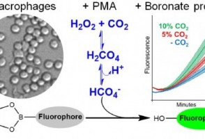 Novel method detects biological oxidant derived from CO2 in cells