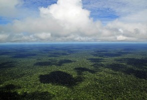 Em eventos on-line, cientistas poderão tirar dúvidas sobre chamada ‘Florestas Tropicais’ do Belmont Forum