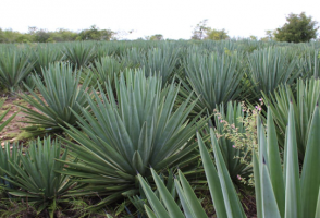 Pesquisadores brasileiros trabalham para transformar o agave na ‘cana do sertão’