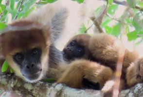 Largest primate in the Americas is key to reforestation in São Paulo heartland