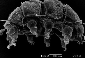 Animais microscópicos, tardígrados são menos cosmopolitas e mais diversos do que se pensava