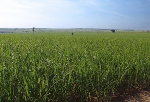 FAPESP lança chamada com agência de fomento italiana