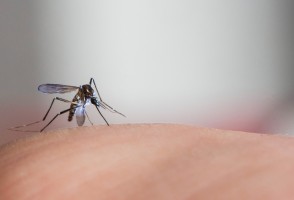 El Niño aumenta infestação do mosquito transmissor da dengue no Estado de São Paulo, conclui pesquisa