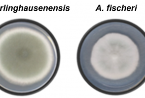 Enzyme produced by pathogenic fungus helps evade immune system and facilitates infection