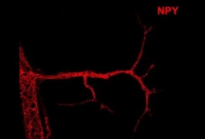 Study published in <i>Nature</i> reveals new factor involved in controlling calorie expenditure