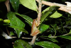 Anfibios de la Amazonia y el Bosque Atlántico serán los más perjudicados por la sequía y el calentamiento