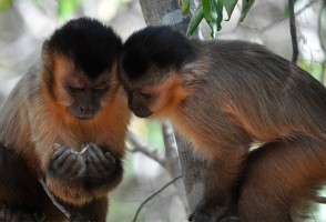 Los lazos sociales son fundamentales para que los monos capuchinos robustos aprendan nuevas habilidades