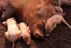 Espermatozoides de cerdos criados con un mayor bienestar dan origen a lechones con menos miedo y ansiedad