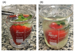 Biofilme comestível à base de extrato da casca de romã aumenta vida útil de morangos