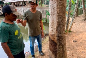 Cadeia da castanha no Acre não remunera serviço socioambiental, ao contrário da borracha