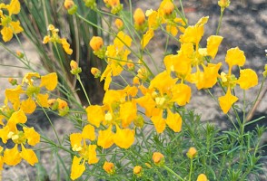 Las plantas herbáceas no graminoides son fundamentales para la preservación del Cerrado