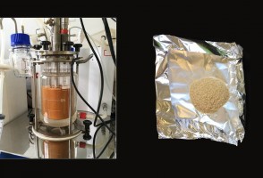 Chitosan, a natural antimicrobial, has the potential to replace sulfuric acid in ethanol production