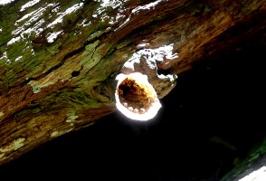 Propolis extract shows antiviral activity against Zika, Chikungunya and Mayaro