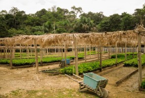Estudio señala caminos para el desarrollo de la bioeconomía en la Amazonia