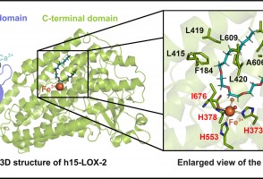 Scientists discover new inhibitors of inflammation-related enzyme