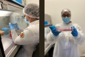 Study shows that cannabidiol may be a promising agent for promoting dental biomineralization