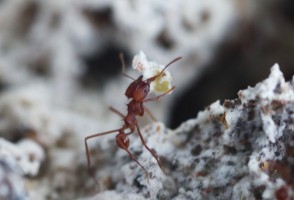 Leafcutter ants recognize and fight pathogen even 30 days after initial contamination, study shows