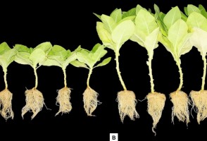 Pesquisadores obtêm patente de fórmula que induz germinação e acelera crescimento de plantas