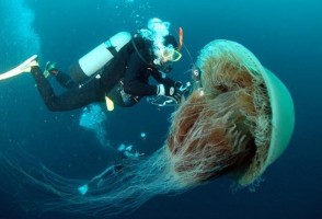 Book synthesizes knowledge from the past 50 years about the order of jellyfish that is home to giant species