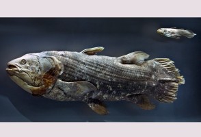Novo exame de peixe considerado ‘fóssil vivo’ muda a compreensão da evolução craniana dos vertebrados
