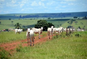 Beef production emits more than twice the greenhouse gas targets