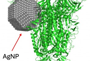 Silver nanoparticles produced by fungus could be used to prevent and treat COVID-19