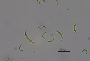 Microalga elimina restos de antibióticos de aguas residuales, reduciendo la contaminación del medio ambiente