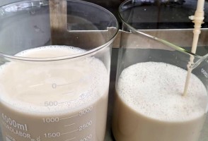 Future Cow: tecnologia para produzir proteínas do leite sem vacas