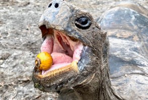 Declínio de animais dispersores de sementes dificulta combate às mudanças climáticas