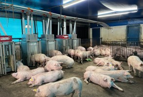 Suplementación con aminoácidos funcionales mejora la resistencia de los cerdos a infecciones