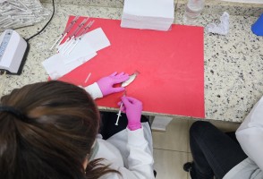 Nova geração de tilápias geneticamente resistentes a bactéria letal já é realidade e promete pescado mais seguro