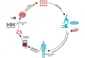 Estudio identifica proteínas involucradas en la eficacia de la inmunoterapia utilizada contra el cáncer en la sangre
