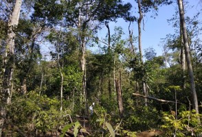 El fuego y la agricultura impulsan la degradación del suelo en el sur de la Amazonía brasileña