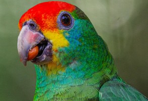 Papagaio-chauá volta ao seu hábitat em reserva de Mata Atlântica