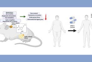 Artículo presenta un medicamento innovador para el control del peso y la glucemia