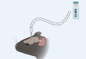 Investigación revela cómo una hormona acelera la quema de grasa y favorece la pérdida de peso en ratones obesos