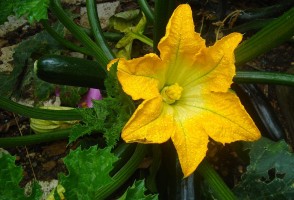 Las sequías pueden reducir el valor calórico del néctar de las flores hasta en un 95%, señala estudio