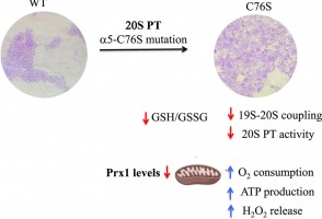 New model enables the study of how protein complex influences mitochondrial function