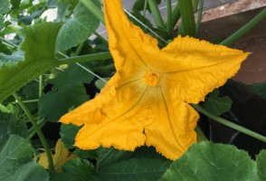 Secas podem reduzir valor calórico do néctar das flores em até 95%, aponta estudo