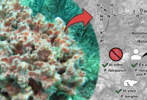 Substances isolated from marine sponges show potential for treating malaria