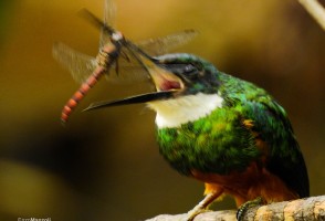 La cobertura forestal y el tipo de ambiente moldean la diversidad funcional de aves insectívoras en la Mata Atlántica