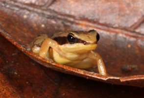 Historical and current population DNA reveals that there are at least 12 species of rocket frogs, three of which are already extinct